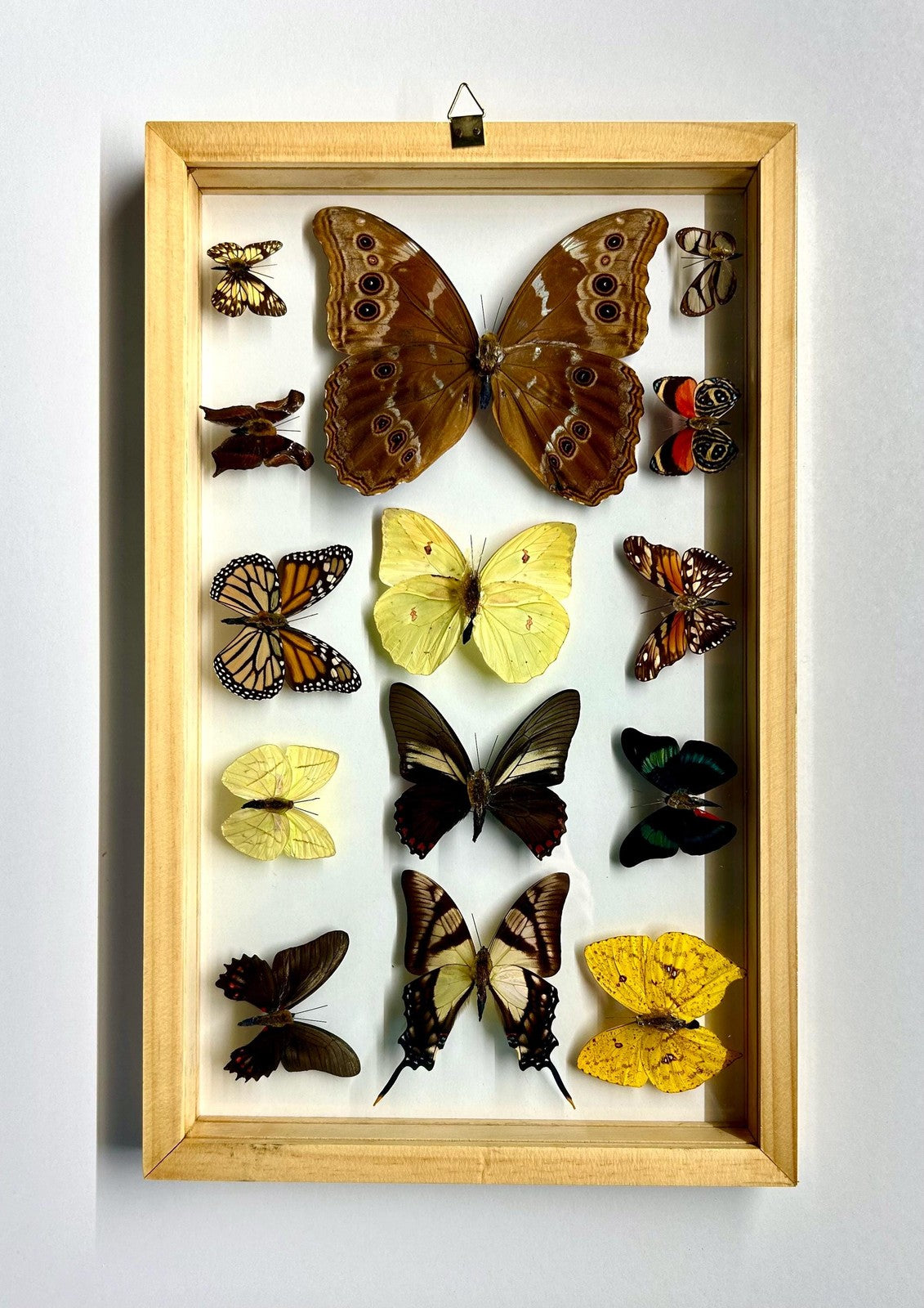 Mounted Butterflies Framed in Double Glass