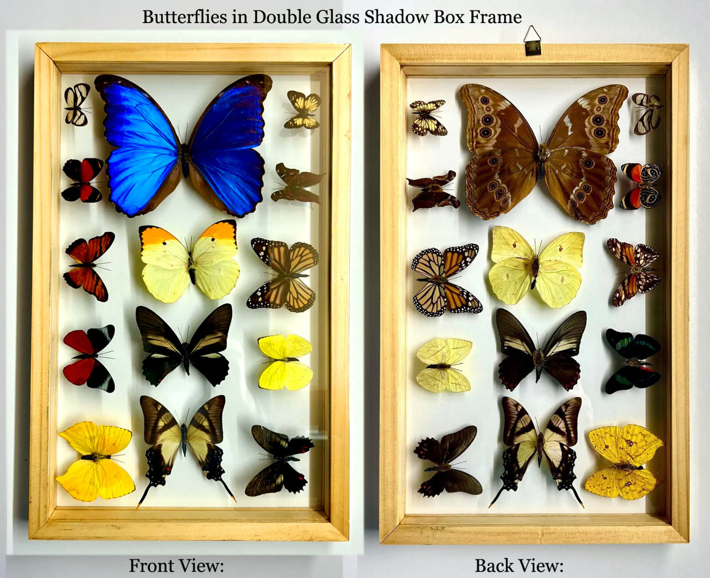14 Real Butterfly Moth Display Taxidermy Double Glass Shadow Box Frame RARE