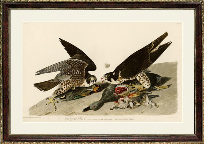 Audubon Hawk Print