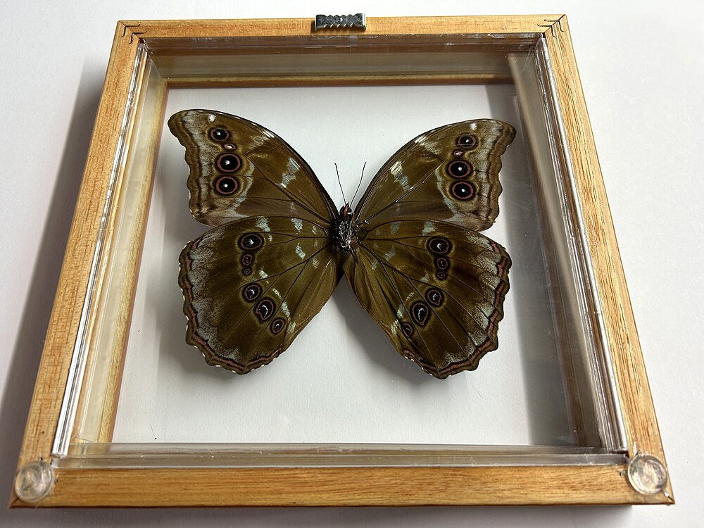 LARGEST Blue Morpho Butterfly Framed in Wood A+