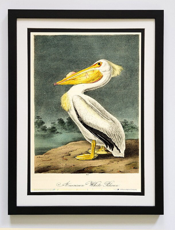 Audubon Print White Pelican