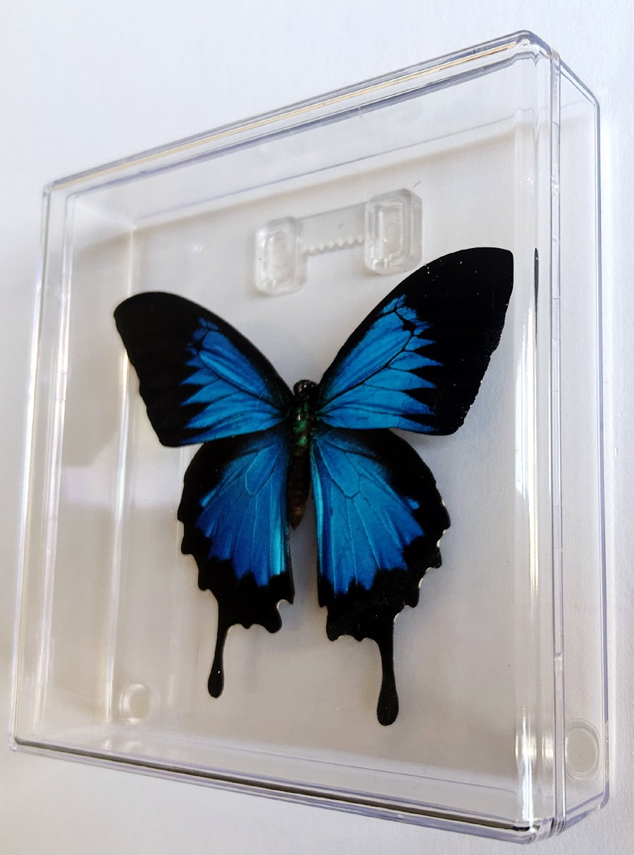Papilio Ulysses Butterfly Framed