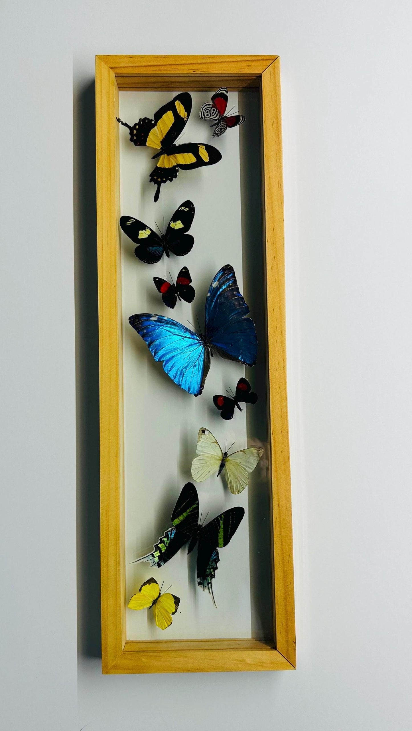 Amazon Butterflies Framed in Flight Formation