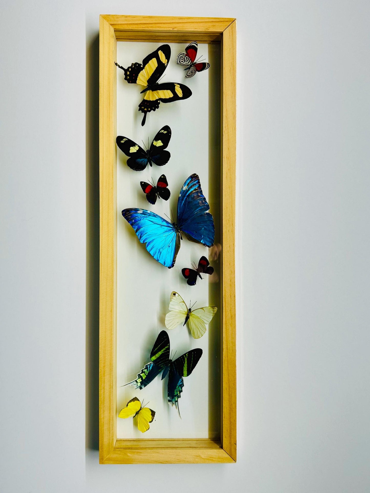 Amazon Butterflies Framed in Flight Formation