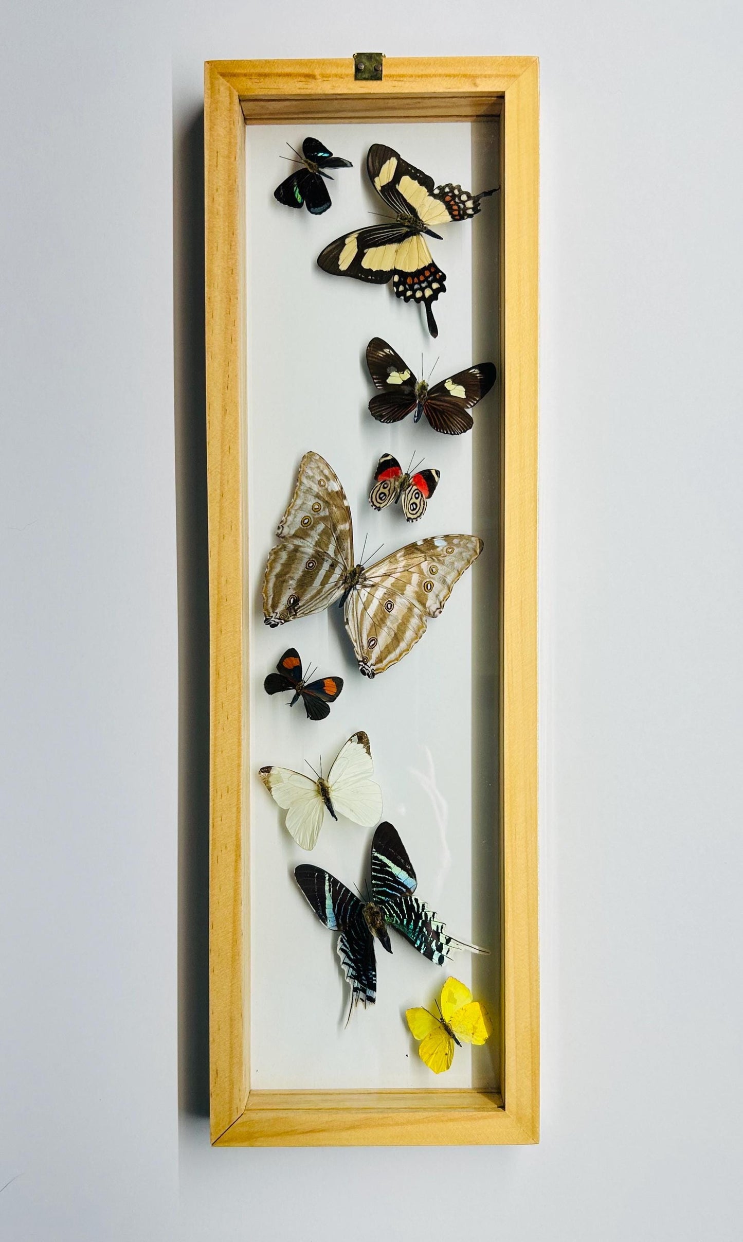 Amazon Butterflies Framed in Flight Formation