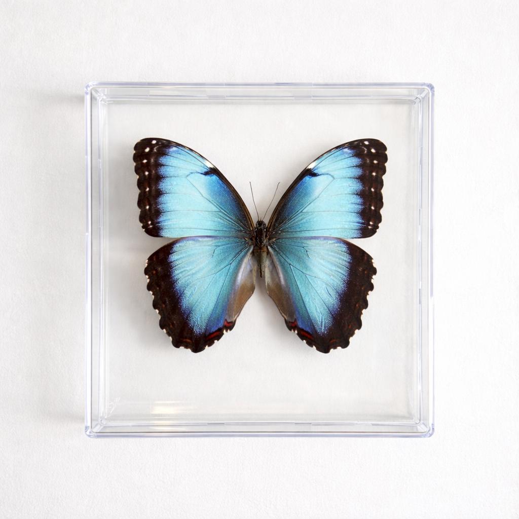 Real Butterfly Framed Including Morpho Peleides Butterfly