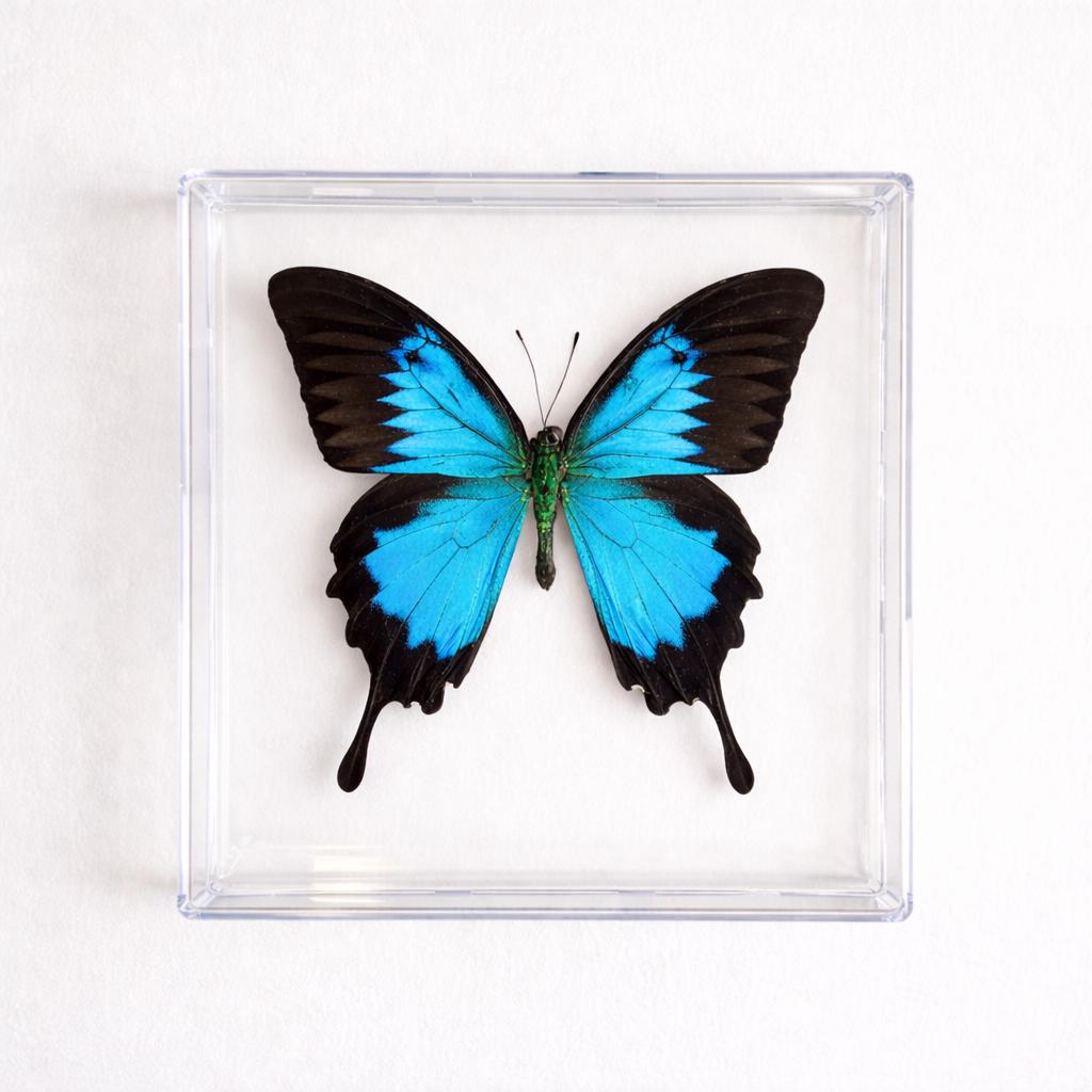 Real Butterfly Framed Including Blue Mountain Swallowtail, Papilio Ulysses