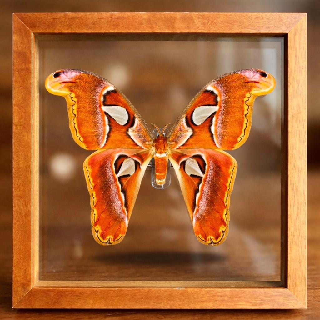 Giant Atlas Moth (Attacus atlas) – Real Framed Butterfly, Double Glass Shadowbox, Entomology Gift