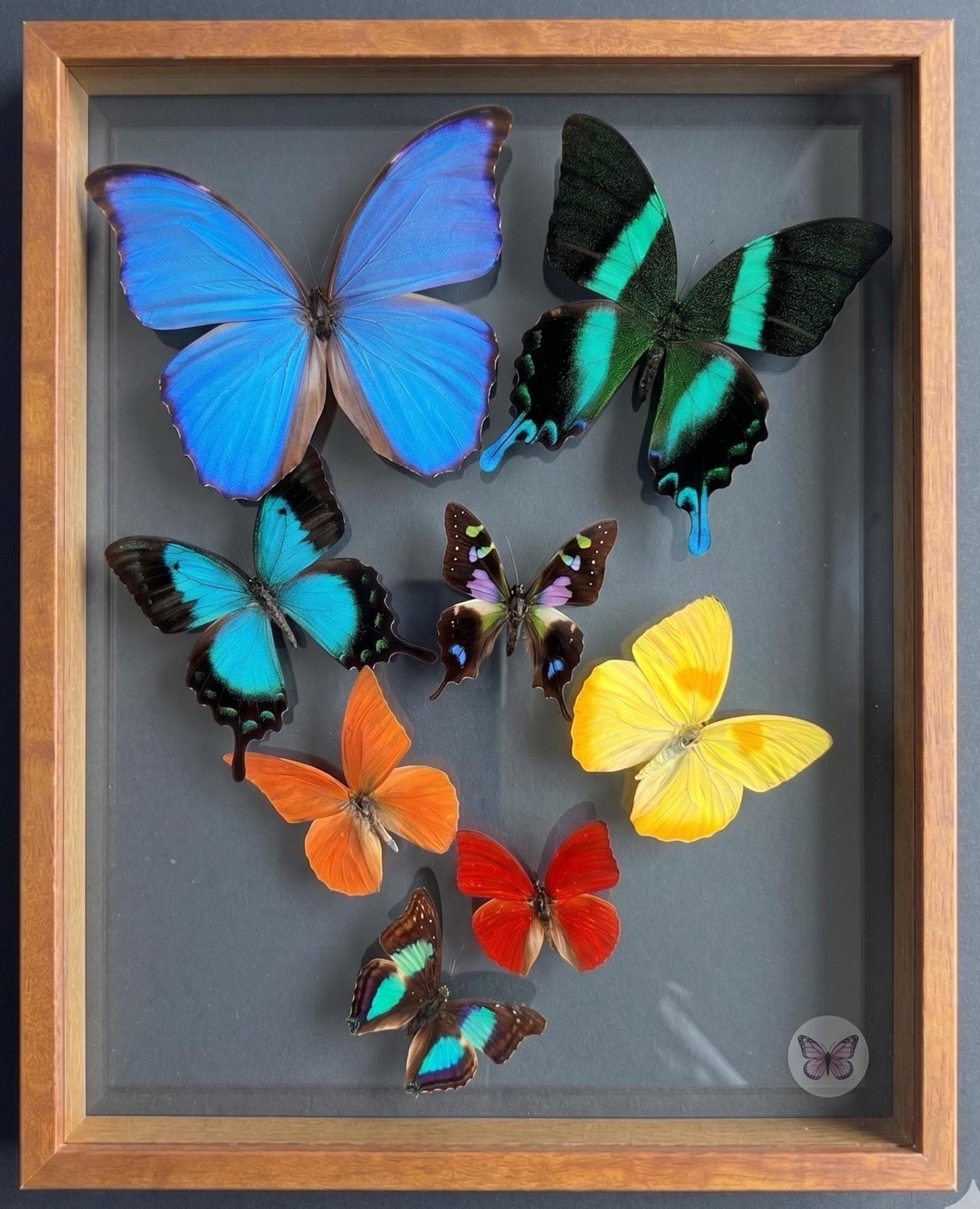 Blue Morpho Butterfly Collection. 8 Real Butterflies Framed With Glass