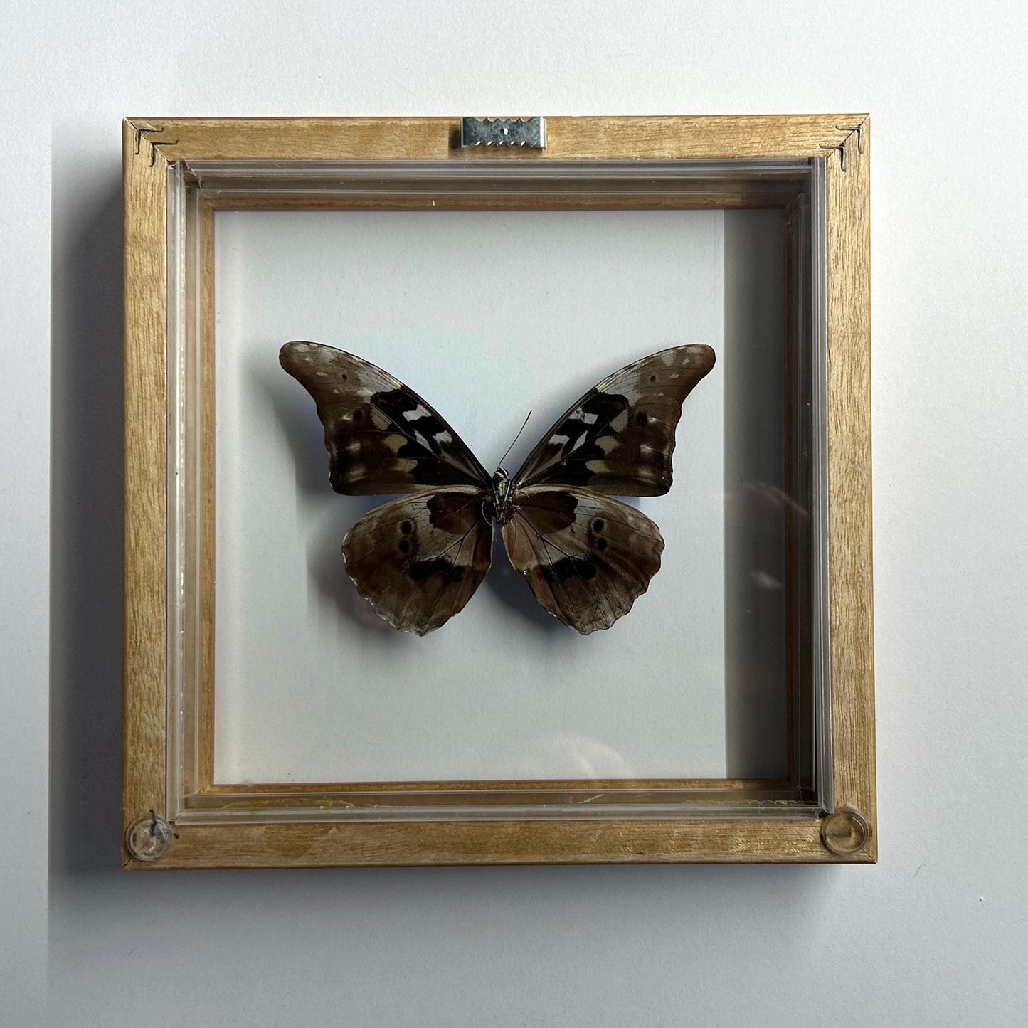 Blue Morpho Rhetanor Framed