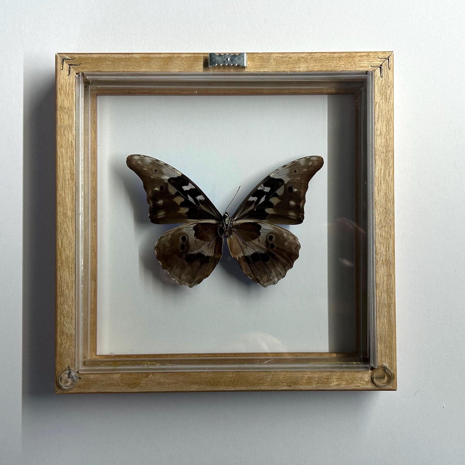 Blue Morpho Rhetanor Framed