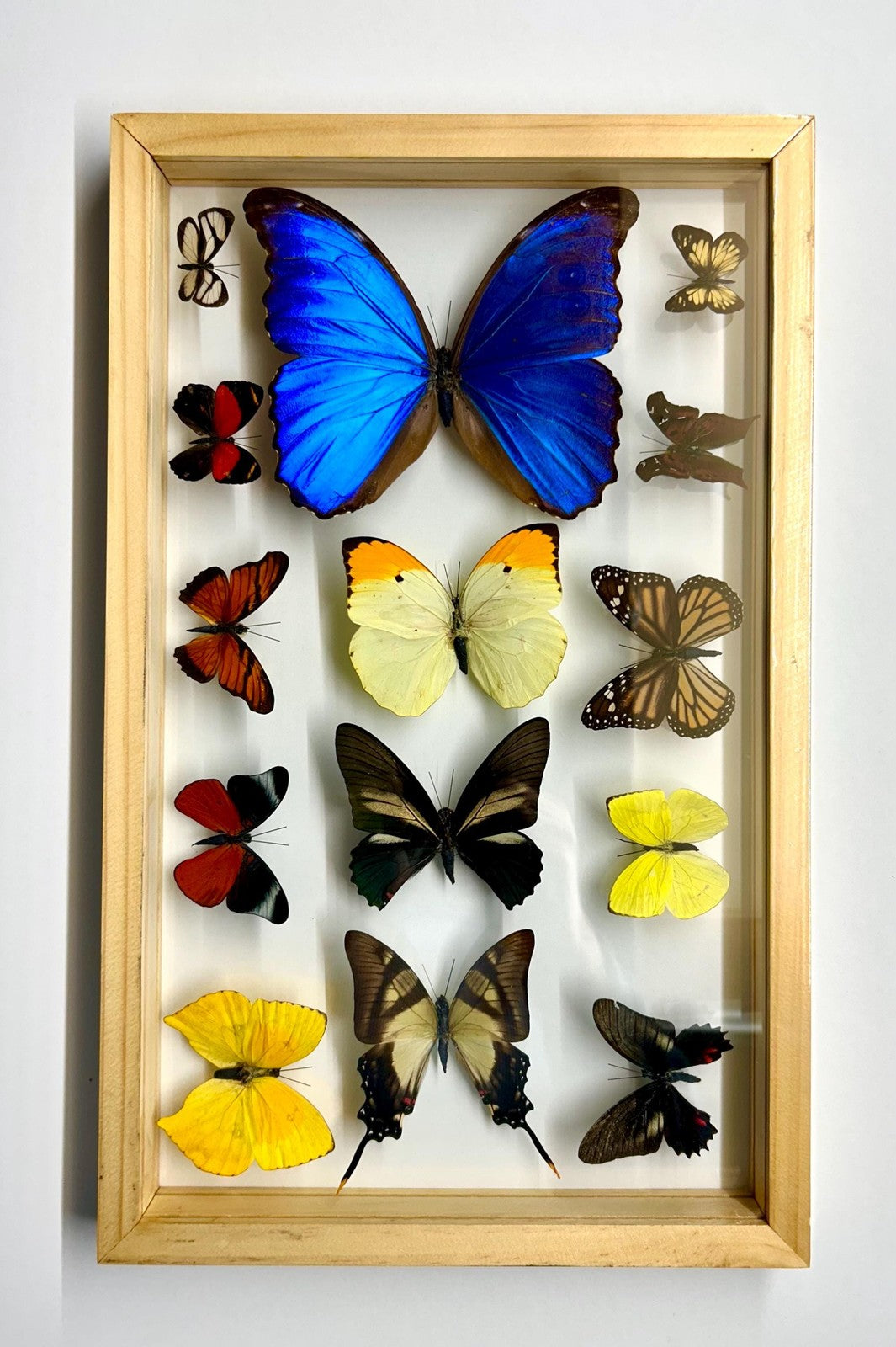 Mounted Butterflies Framed in Double Glass
