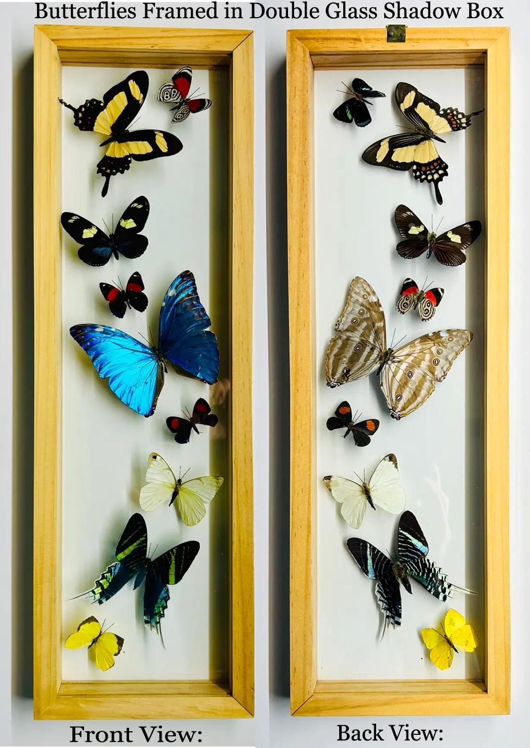Real Butterflies Framed