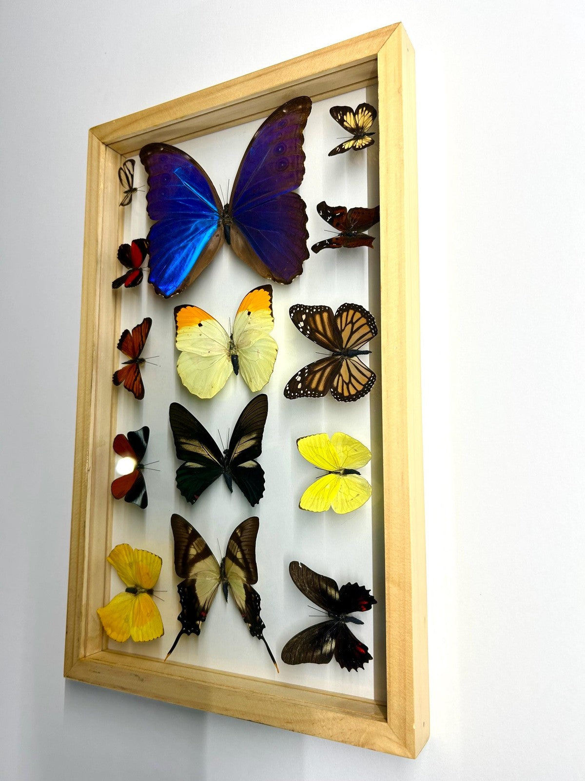 Mounted Butterflies Framed in Double Glass
