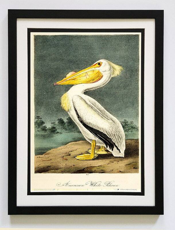 Audubon White Pelican Framed A+ Quality