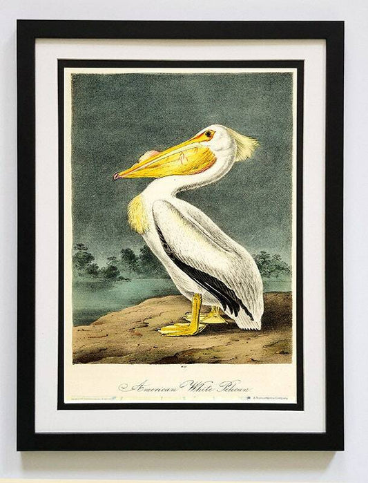 Audubon White Pelican Framed A+ Quality