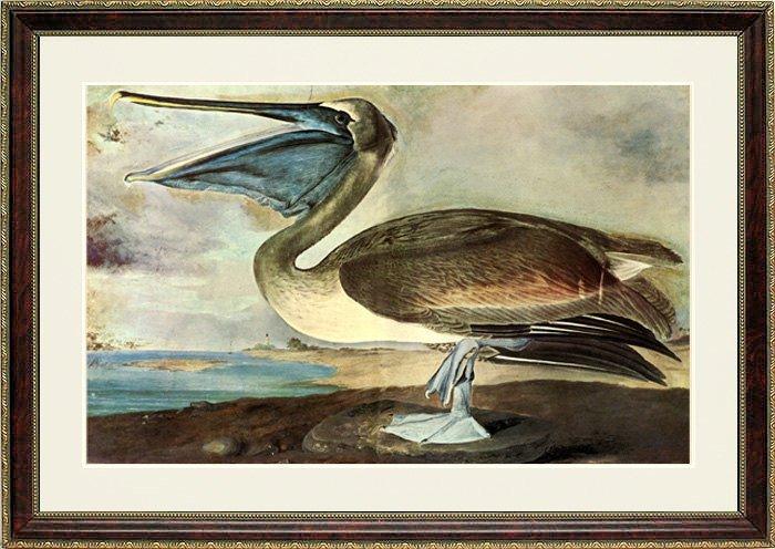 Brown Pelican Audubon Bird Poster Print Framed 18x24 Inches