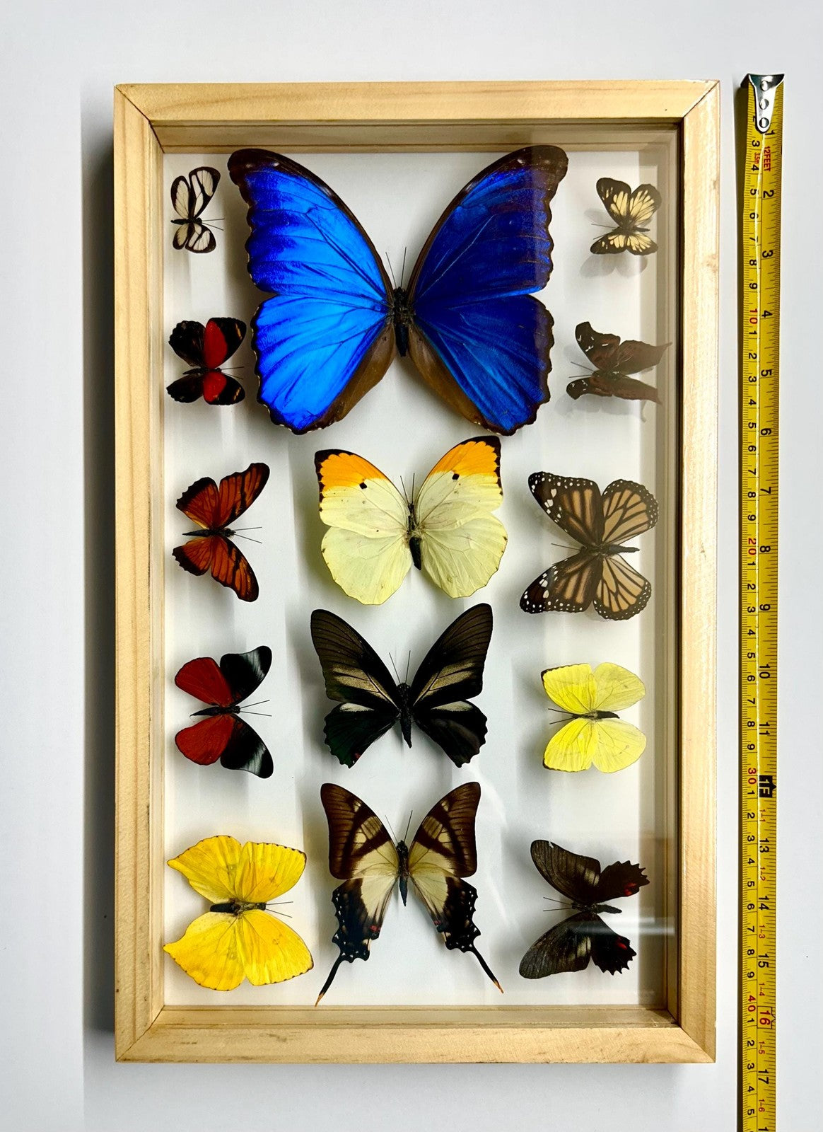 Mounted Butterflies Framed in Double Glass