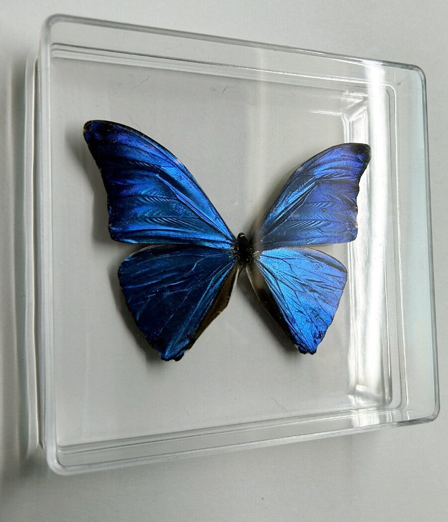 Blue Morpho Butterfly