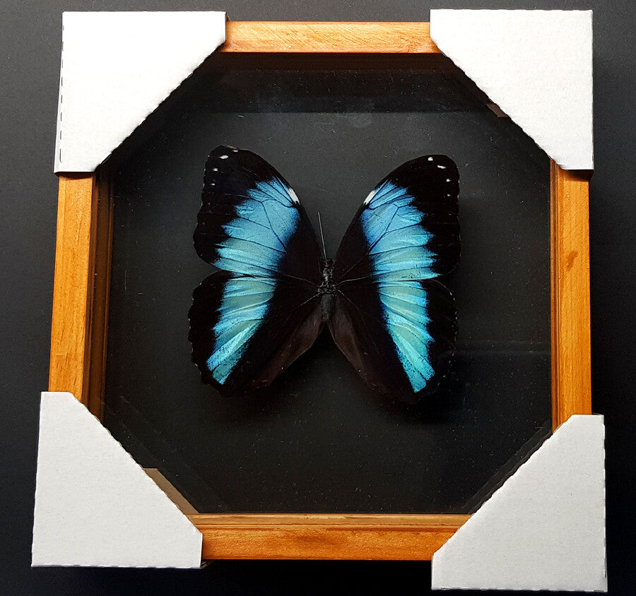 Achiles Morpho Framed