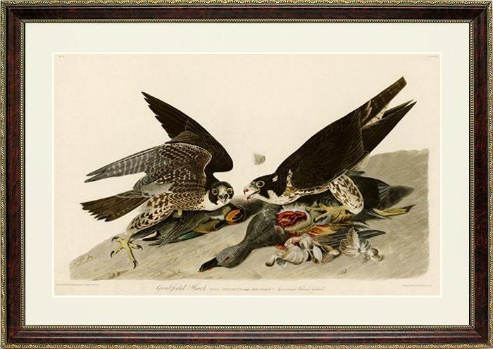 Audubon Bird Print Framed Falcon Hawk 18x24