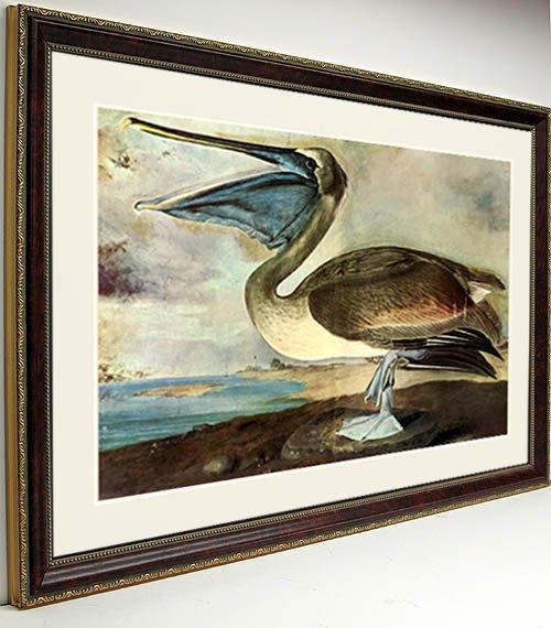 Brown Pelican Audubon Bird Print Framed 25x20