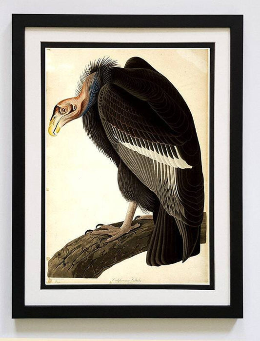Audubon California Vulture Poster Framed
