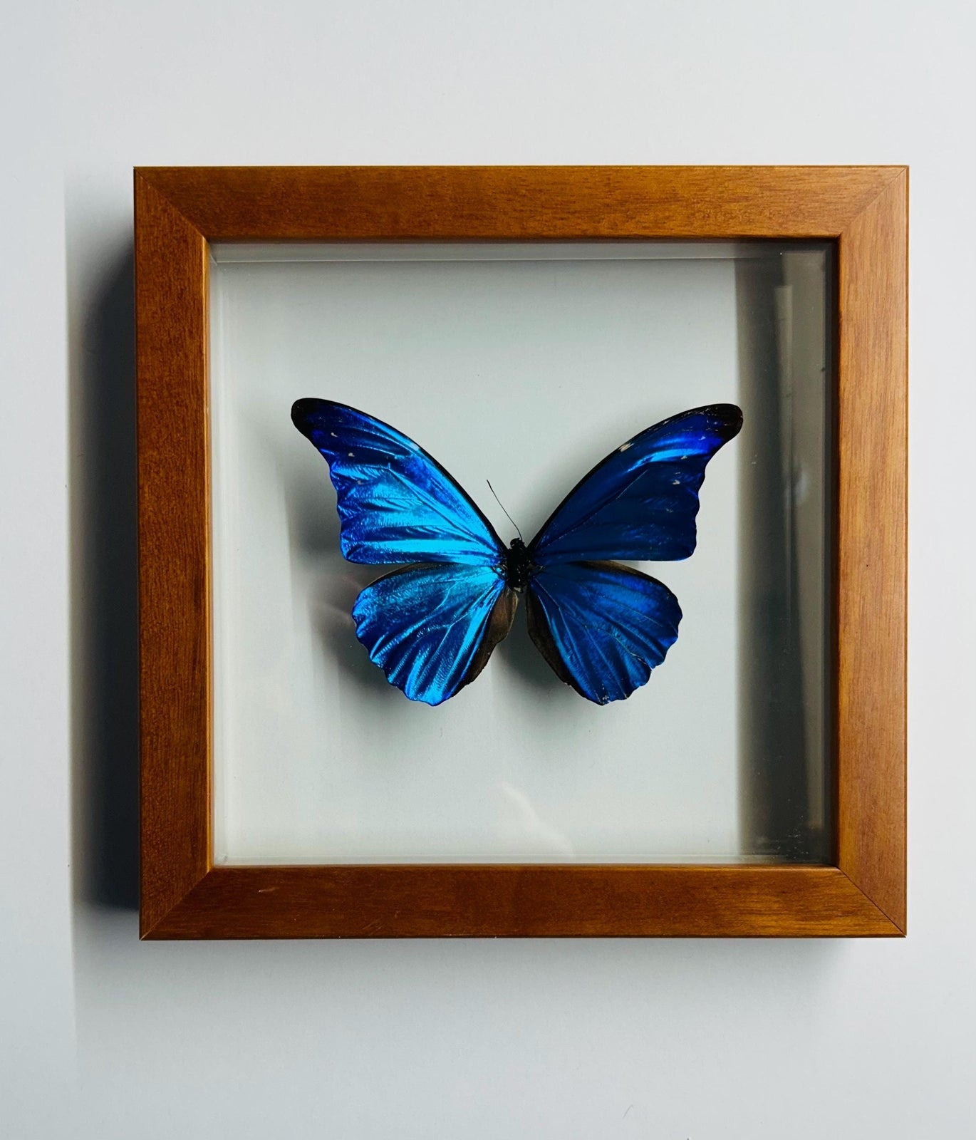 Blue Morpho Rhetanor Framed