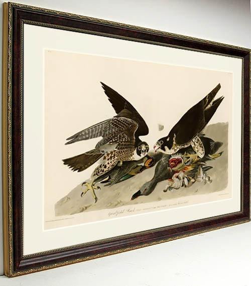 Audubon Bird Print Framed Falcon Hawk 18x24