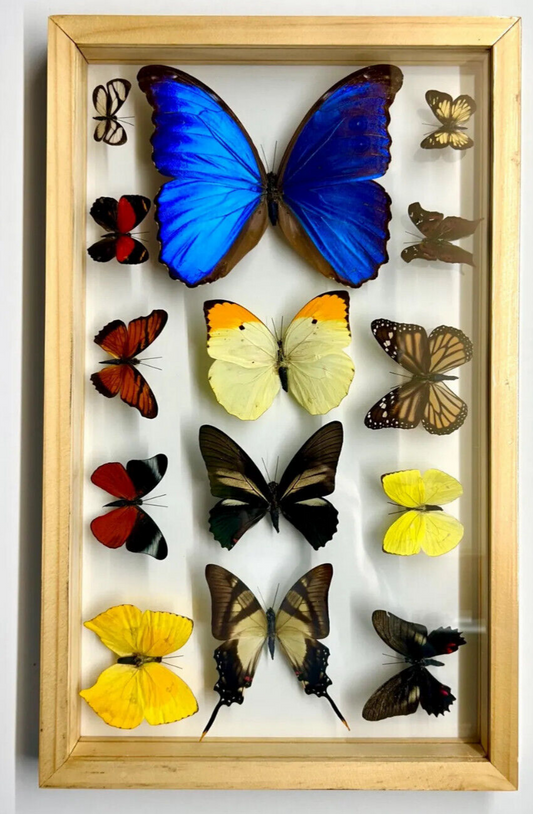 14 Real Butterfly Moth Display Taxidermy Double Glass Shadow Box Frame RARE