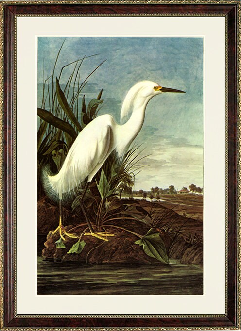 Snowy Heron Audubon Art Poster Print Framed 20x25