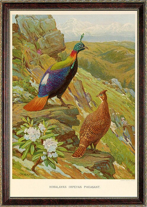Himalayan Impeyan Pheasant Monal Vintage Style Print Art By Charles Knight