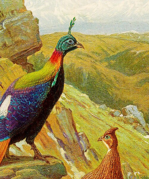 Himalayan Impeyan Pheasant Monal Vintage Style Print Art By Charles Knight