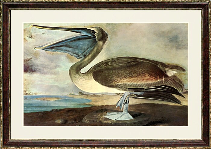 Pelican Audubon Bird Print Framed 25x20