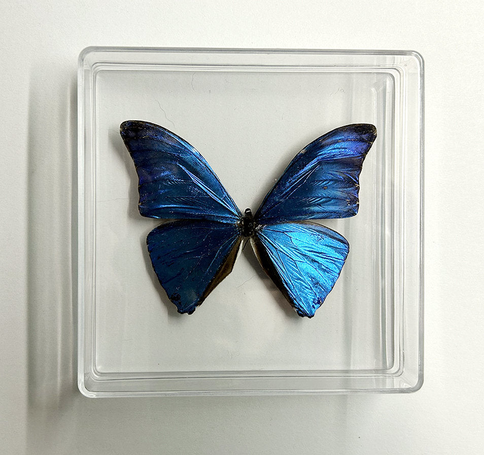 Framed Blue Morpho Butterfly