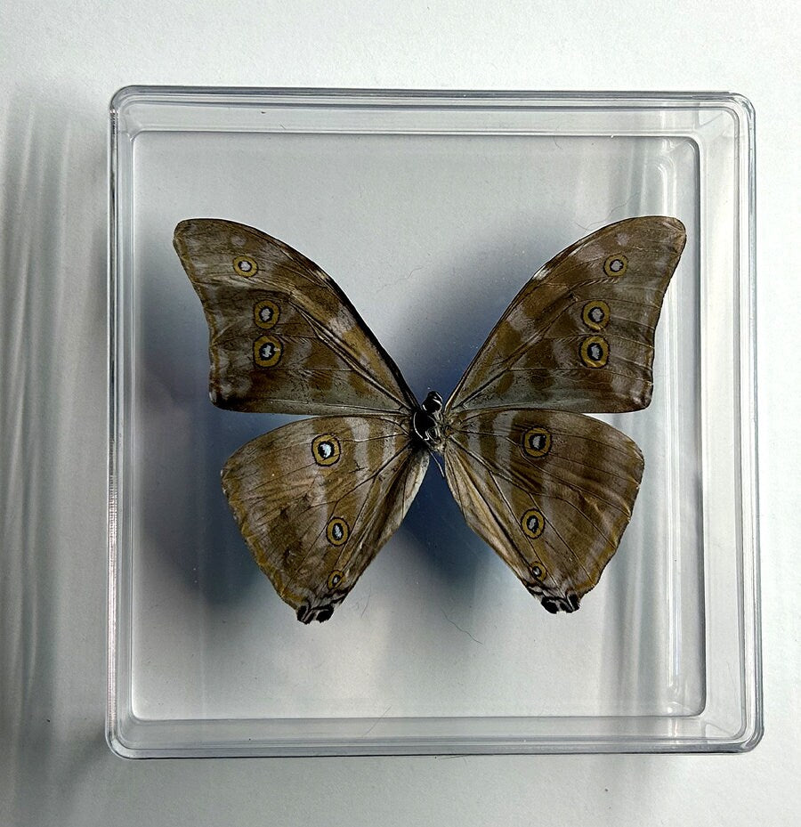 Framed Blue Morpho Butterfly