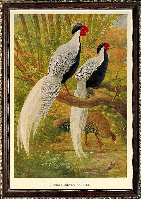 Chinese Silver Phaeasant Vintage Style Print Art By Charles Knight