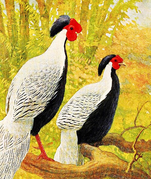 Chinese Silver Phaeasant Vintage Style Print Art By Charles Knight