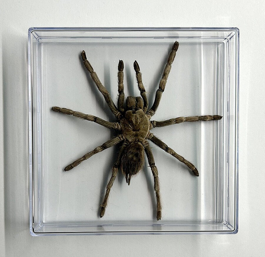 Real Tarantula Spider Specimen Taxidermy