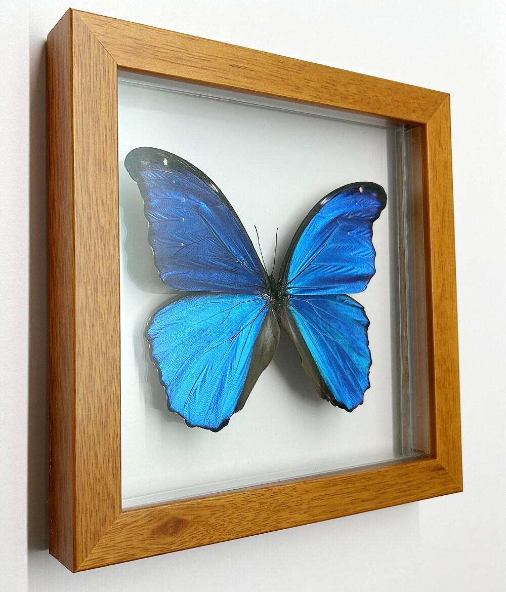 LARGEST Blue Morpho Butterfly Framed in Wood A+