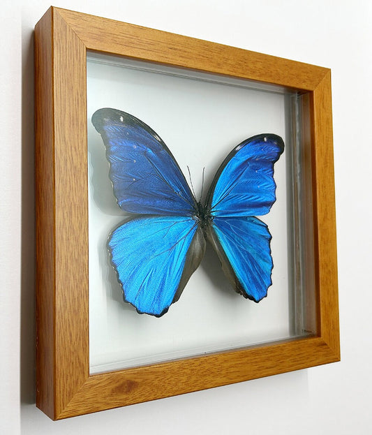 LARGEST Blue Morpho Butterfly Framed in Wood A+