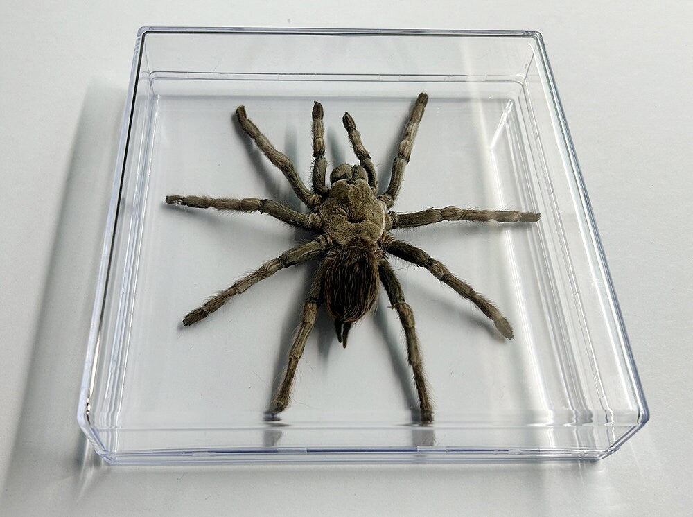 Real Tarantula Spider Specimen Taxidermy