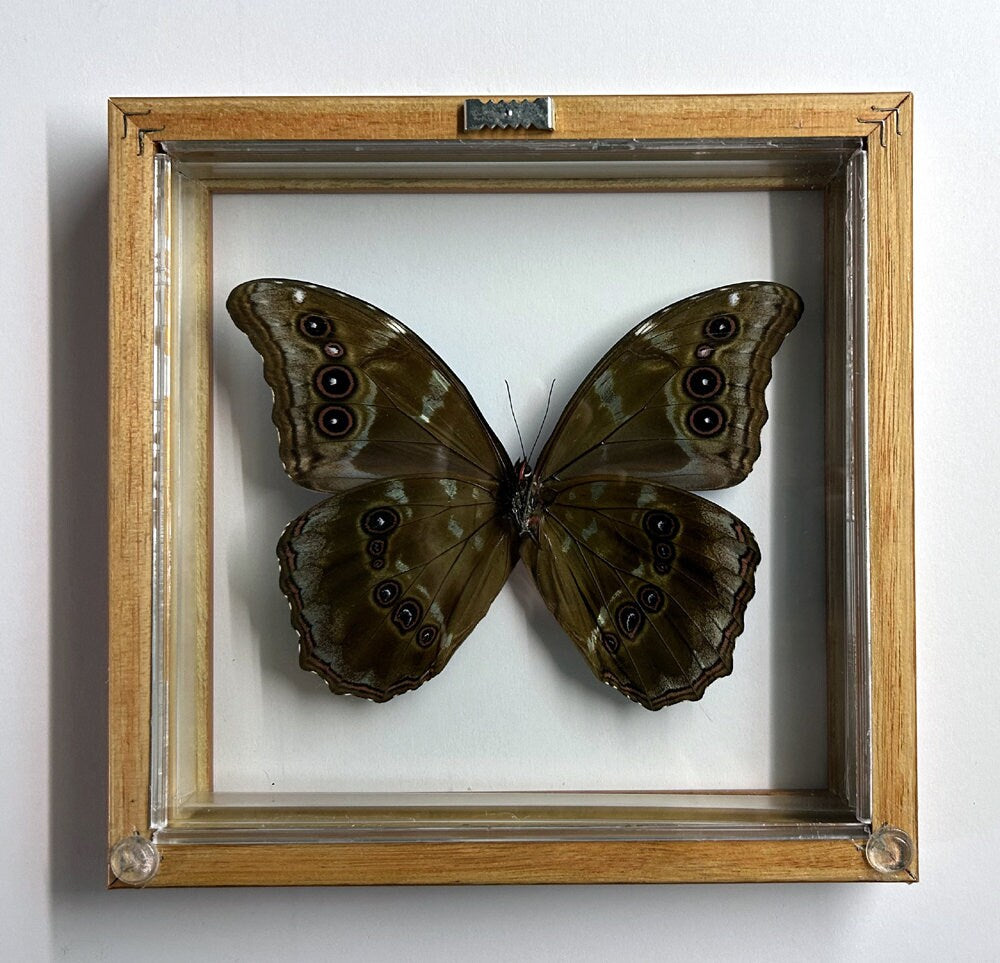 LARGEST Blue Morpho Butterfly Framed in Wood A+