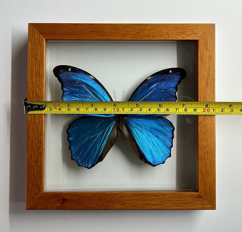 LARGEST Blue Morpho Butterfly Framed in Wood A+