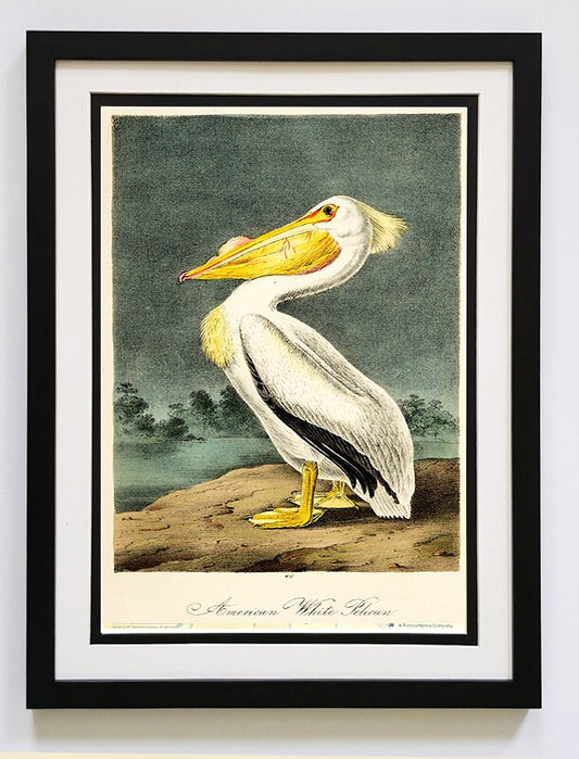 Audubon Print White Pelican