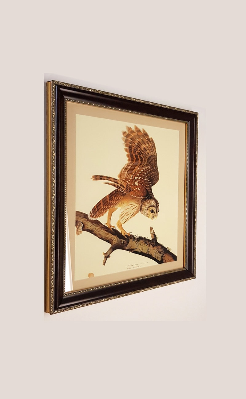 Owl Audubon Print Finest Quality