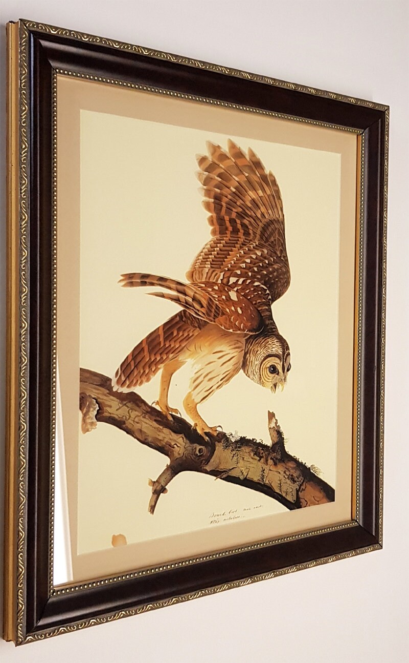 Owl Audubon Print Finest Quality