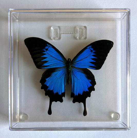 Papilio Ulysses Butterfly Framed
