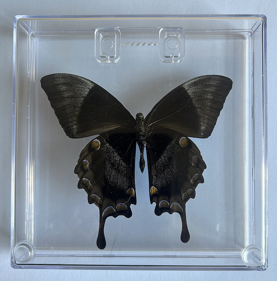 Papilio Ulysses Butterfly Framed