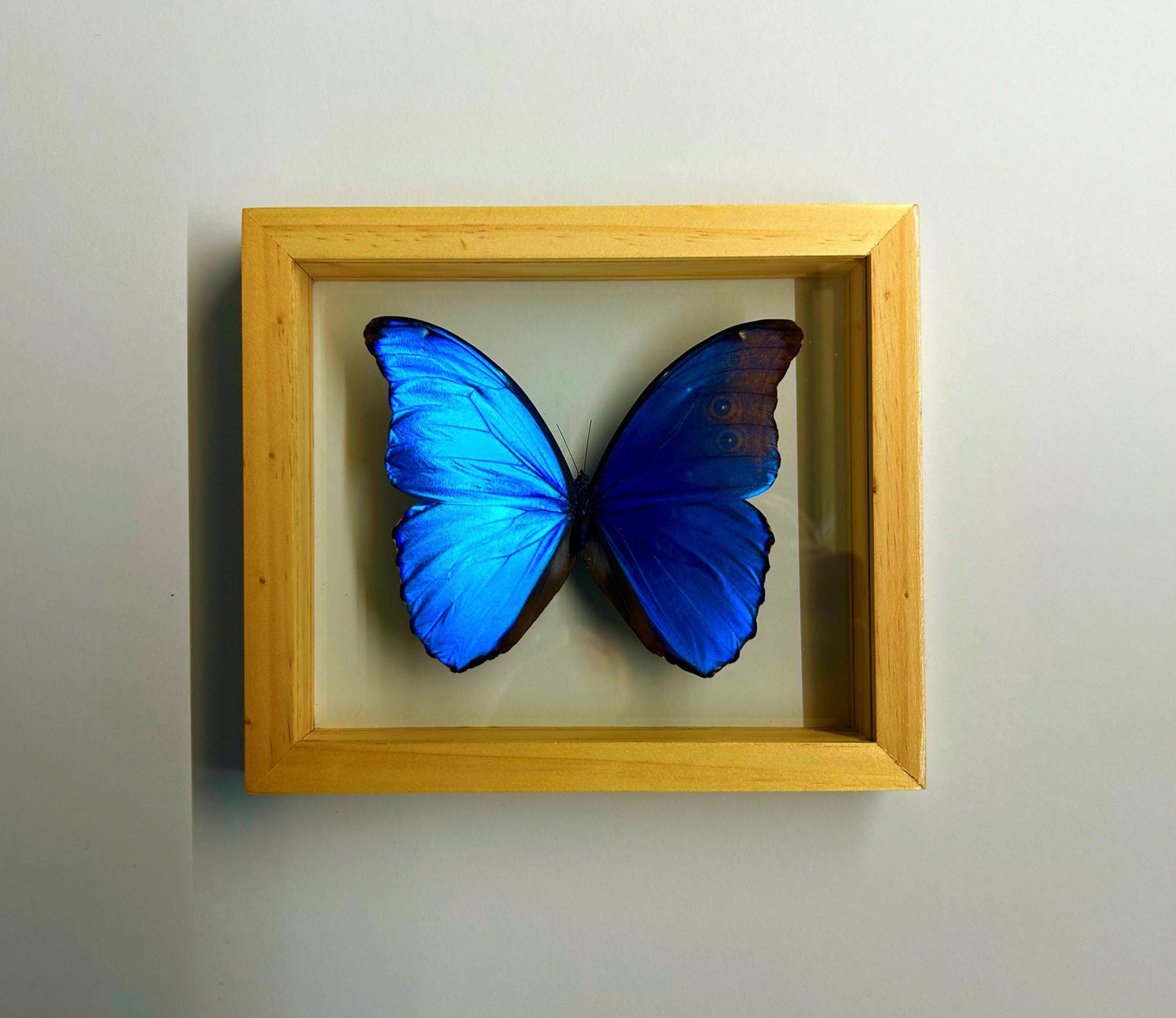 Largest Blue Morpho Specimen Finest A+ Quality
